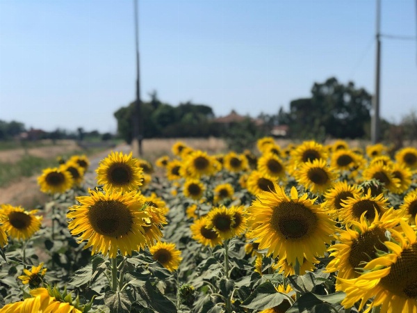 Airone Pisa Park Hotel image 7